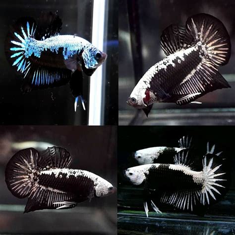 samuraibett|Siamese fighting fish .